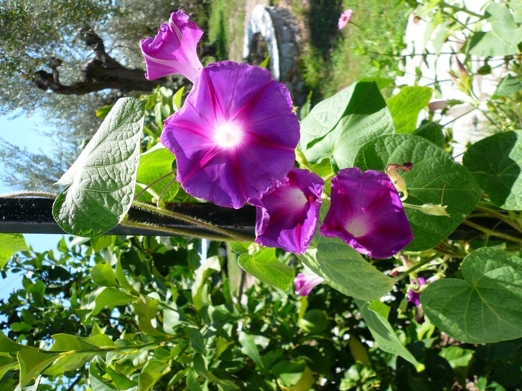 Liossis Rooms & Apartments Skopelos Zewnętrze zdjęcie